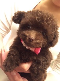 【ビフォー写真】0歳のちろるちゃん（提供：ごつもりプードルさん）