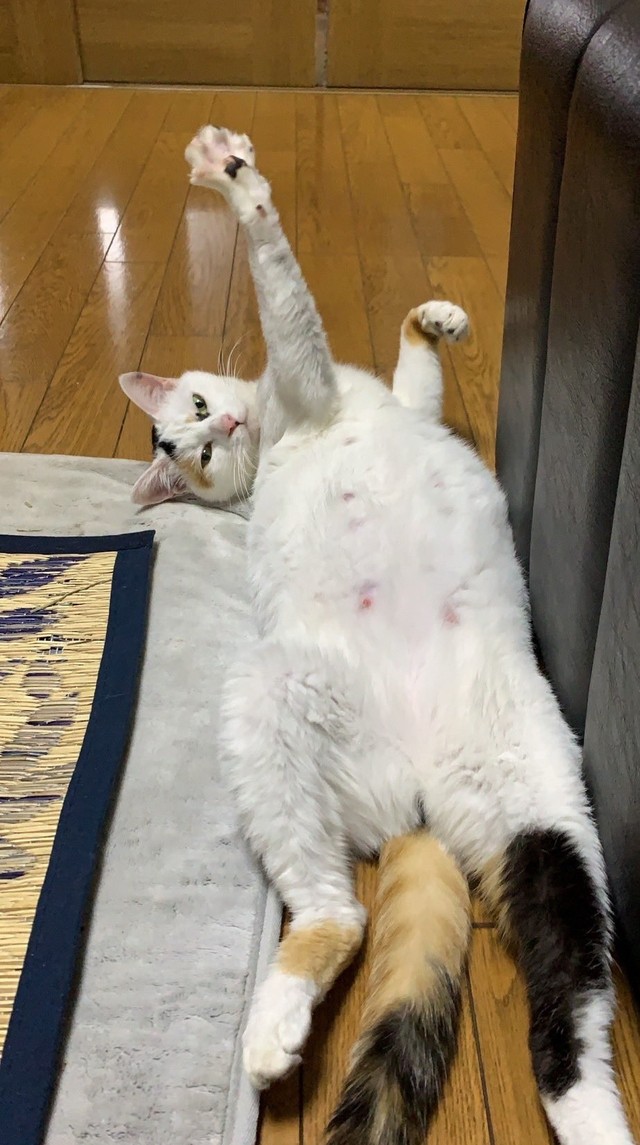 こんなセクシーポーズも！（提供写真）