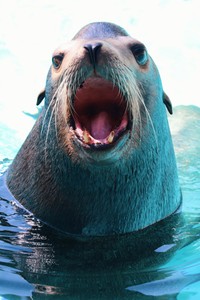 アシカの「ケイタ」② ※桂浜水族館提供