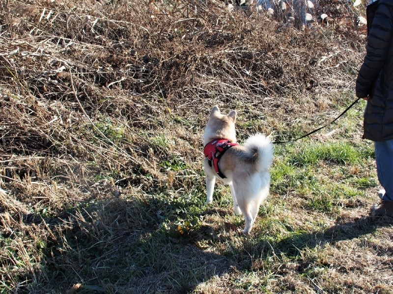 2匹が捨てられていたやぶ