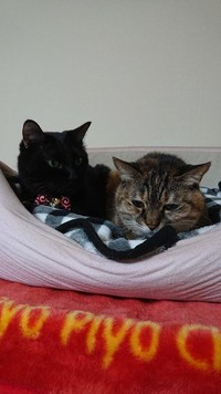 いつも一緒にいて、本当の兄妹のよう