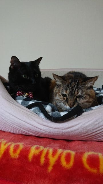 いつも一緒にいて、本当の兄妹のよう