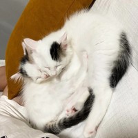 温かいお家の中で、抱き合いながら眠る2匹