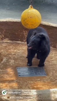 普段のルビーの様子（大森山動物園の公式インスタグラムから）