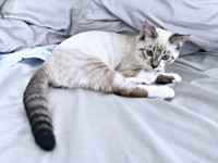 お迎え後、新しい家に少しずつ慣れていったちくわくん（画像提供：やくまろさん）