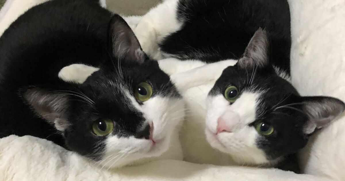 猫先輩二枚ブラックと白 24年ぶりの猫との暮らし 迎えたのは仲良しの白黒猫2匹「やはり