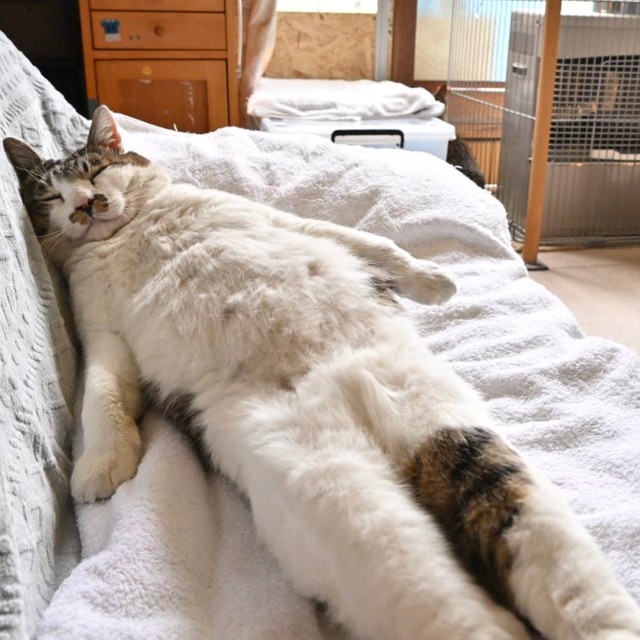 大の字猫 大の字猫