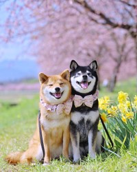 お花見するみくりなちゃん（提供：柴犬みくりな）