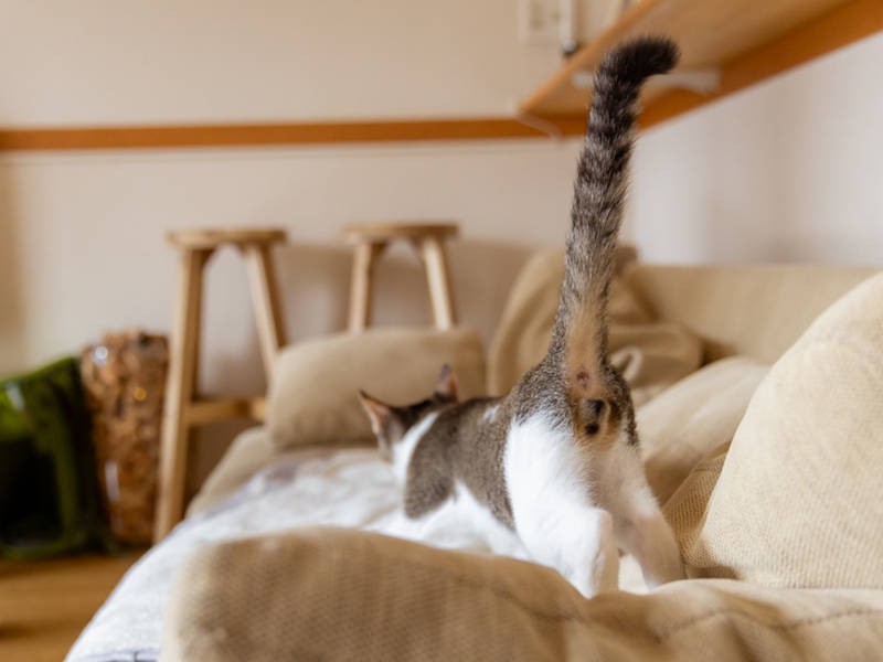 めいの「鈴カステラ」を記録