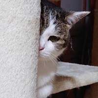 「家政婦は見た」に出演できそう？