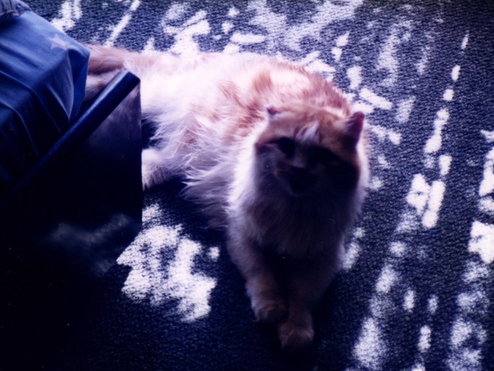 おっとり代表、イーグル