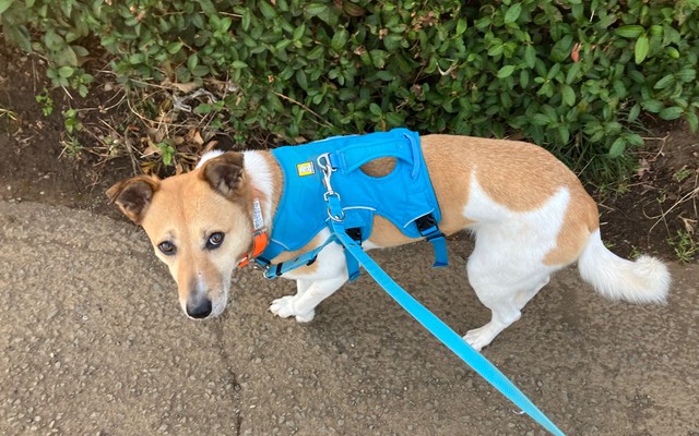 2025年3月撮影。散歩するルビー