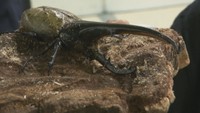 子どもたちの人気者！世界のカブトムシやクワガタムシが天満屋岡山店に