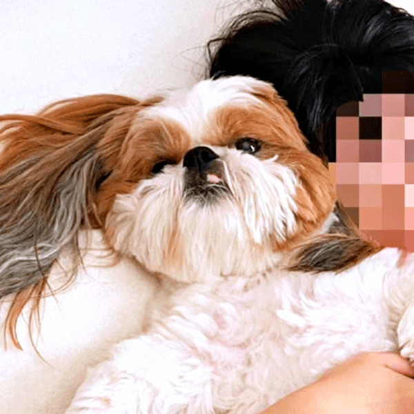 ママを起こしに来たはずがーー見事に捕まったぽこちゃん（画像提供：ぽこさん）