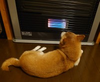 ストーブ独り占めのかりんちゃん＝茶々丸一家さん（@chachamaru0803）提供