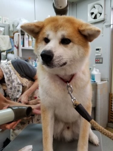 ドライヤーの間もとなしくしていました　（福島から来た初日）