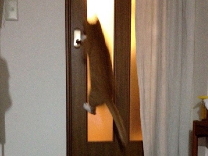 テンション高く、ドアノブに飛びつくことも