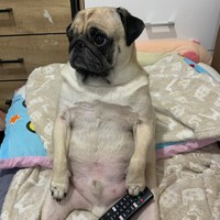 リモコン片手にテレビを見るムーさん。貫禄たっぷりです（ムーさんのTwitterより）