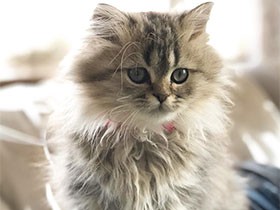 お兄ちゃんとの追いかけっこが好き　ペルシャの「ティアナ」