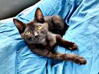 保護から1週間後、少しずつ家に慣れたジジちゃん（画像提供：なちゅふぉとさん）