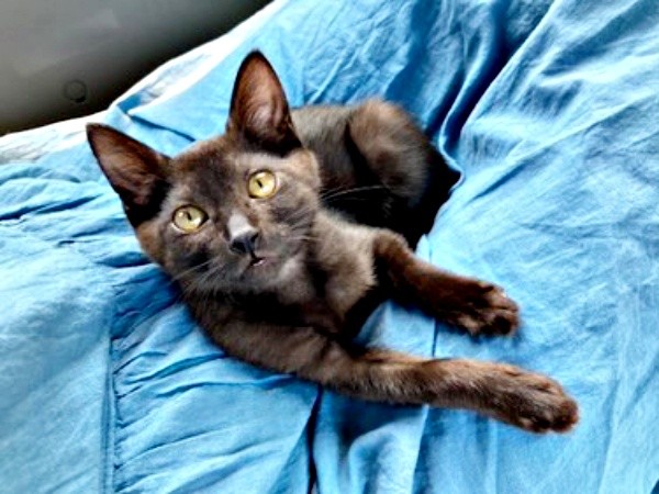 保護から1週間後、少しずつ家に慣れたジジちゃん（画像提供：なちゅふぉとさん）