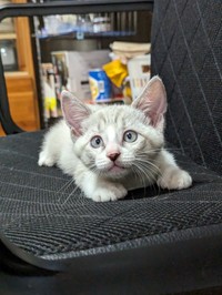 顔にうっすら縞が出現。白猫じゃなかったの！？