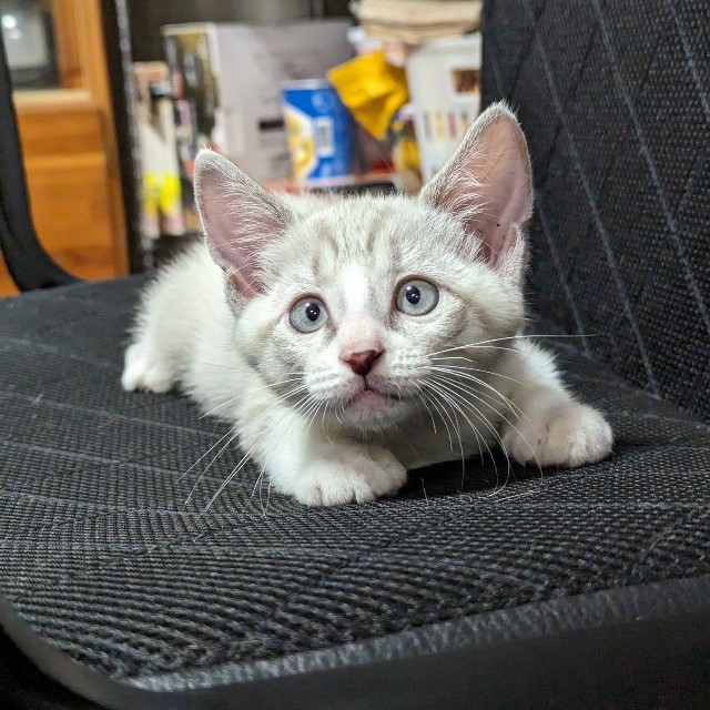 顔にうっすら縞が出現。白猫じゃなかったの！？