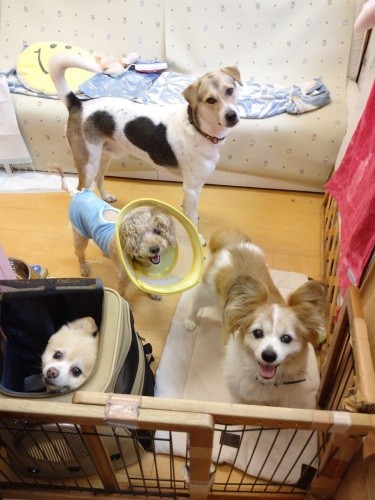 店内では看板犬とお客さんの犬（お預かりやトリミング等）が仲良く遊ぶことも（かずきさん提供）