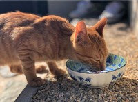 ガブガブ水を飲む茶々丸くん