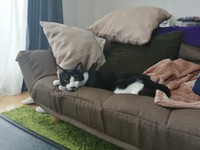 カメラ目線で男前です