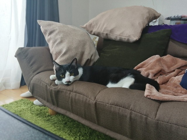 カメラ目線で男前です