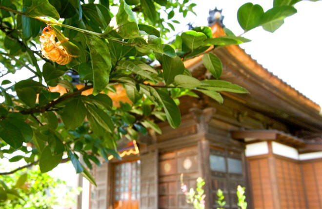 Vox Populi Obon When Cicadas And Maybe Humans Cast Off Shells The Asahi Shimbun Breaking News Japan News And Analysis