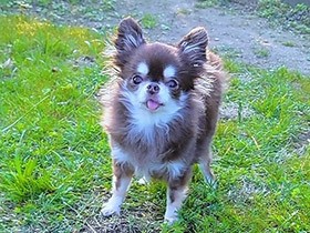 「ワンッ」と鳴き、シッポをフリフリ　チワワ「かえで」の元気な姿を初めて見て感動　