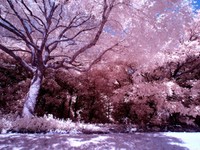 真っ暗なトンネルの中にいたあの日、桜のピンクが私を全力で励ました