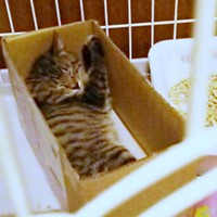 お迎え当初は生後推定2カ月、箱の中に入って眠るココロちゃん（画像提供：ココロさん）