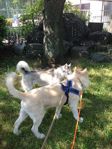 毎日会う公園のお友達と