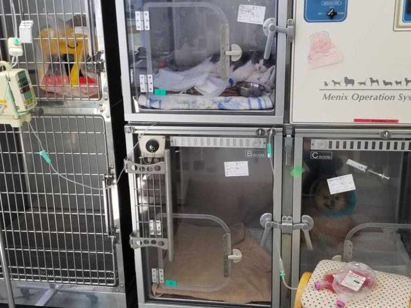 ガラス扉の部屋がICU（集中治療室）。しゃべれない動物のために、変化がないか、定期的に体調をチェックする（新谷さん提供）