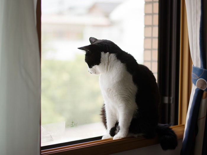 「あ、野良時代にけんかした猫がいる」（小林写函撮影）