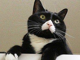 おくちがハートの猫「Sally」、冷蔵庫の上で一息