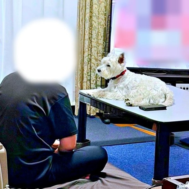 テレビを見るパパの目の前に座り込んだユキちゃん（画像提供：ユキちゃんのお姉様さん）
