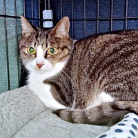 お迎え2日目、緊張した面持ちのルナちゃん（画像提供：yuさん）