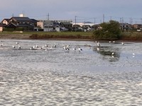 30羽ほどのコウノトリが池に（画像提供：なつまきさん）