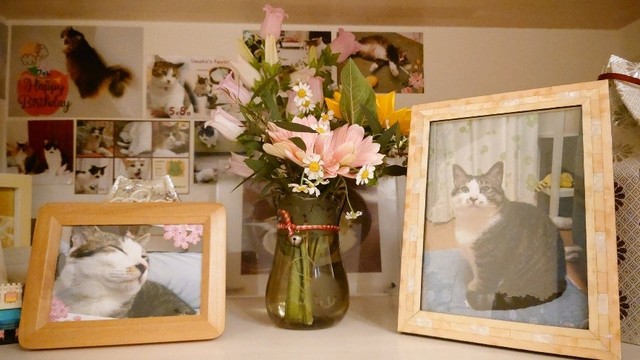 自宅に設けた杏子ちゃんの居場所