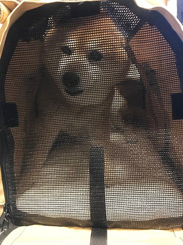 避難時にキャリーバッグで過ごさせるのは狭すぎですね