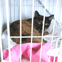 トライアル2日目のふがしちゃん（画像提供：ふがしちゃん サビ猫さん）