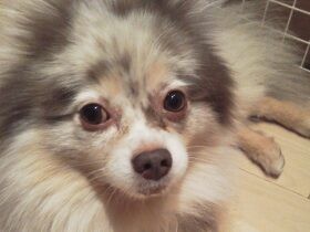 これからもニコニコ楽しく　手術に闘病をがんばったポメラニアン「アズール」