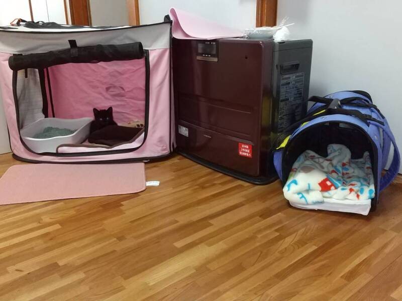 会社の事務所の一角を猫のスペースにしてもらったそう。「社長も大の猫好き。家でも２匹を飼い、理解があるんです」と岸さん。スタッフみなが会社の子として大切にお世話をしてくれるそうです（ハンド・イン・ハンド提供）