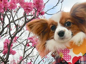 いつでもしっぽフリフリご機嫌さん　パピヨン「エナ」