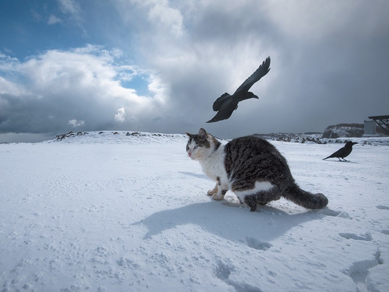 吹雪が去り、ぽっかりと青空が顔を出す。まさに恵みの太陽。次の雪雲がまた迫ってくる