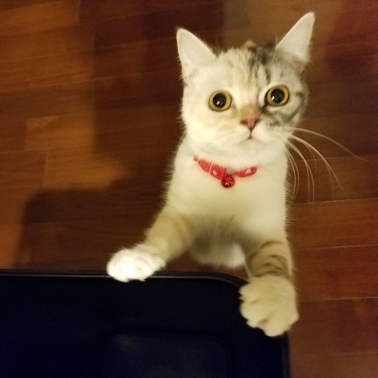 家にきたころの「ゆめ」